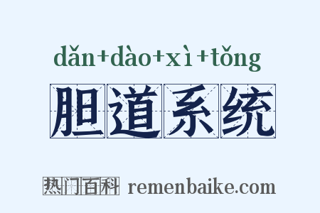 胆道系统是什么意思的图片